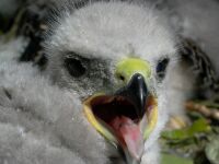 Egerszlyv fika (Buteo buteo)