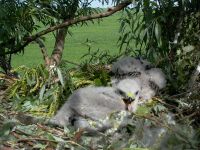 Egerszlyv fika (Buteo buteo)