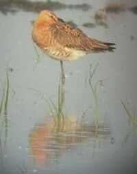 Nagy goda (Limosa limosa)