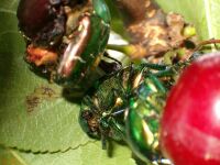 Pomps virgbogr ( Potosia aeruginosa )