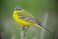 Srga billeget (Motacilla flava)