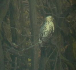 Egerszlyv (Buteo buteo)