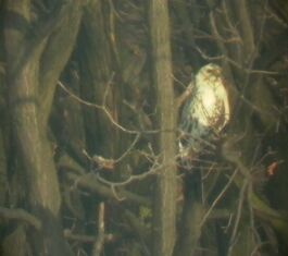 Egerszlyv (Buteo buteo)