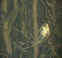 Egerszlyv (Buteo buteo)