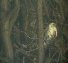 Egerszlyv (Buteo buteo)