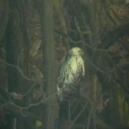 Egerszlyv (Buteo buteo)