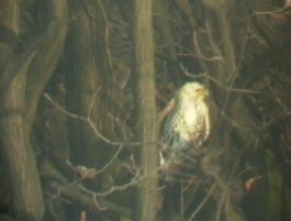 Egerszlyv (Buteo buteo)