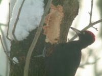 Fekete harkly (Dryocopos martius)