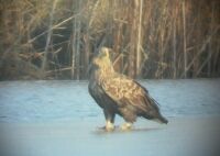 Rti sas (Haliaetus albicilla)