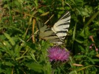 Kardoslepke ( Iphiclides podalirius )