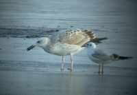 Srgalb sirly (Larus cachinnans) es Dankasirly (Larus ridibundus)
