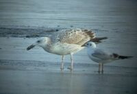 Srgalb sirly (Larus cachinnans) es Dankasirly (Larus ridibundus)