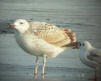 Srgalb sirly (Larus cachinnans) es Dankasirly (Larus ridibundus)