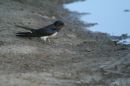 Hirundo rustica - Hotekerd - Trkeve