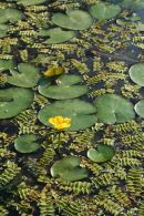 Nymphoides peltata - Farkashti-halastavak - Polgr