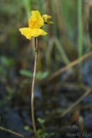 Urticularia vulgaris - Kecskeri-puszta - Karcag